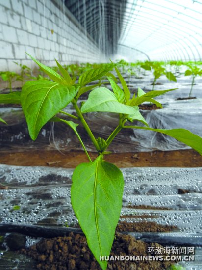 ����Ϊý �����߲���פ��ƽ��ɽ��