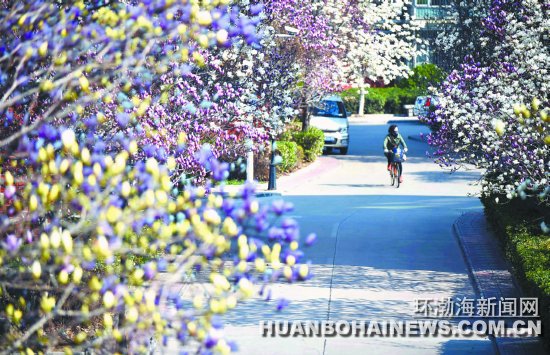 ��ɽ������������״������Ϻ�