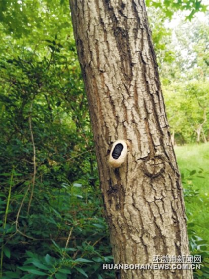 ��ɽ԰�ֲ��Ų���4.8��ֻ��С��Ӧ�������׶�