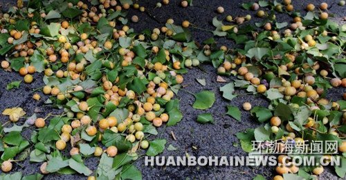 ��ҽ������ɽ����:���ӹ����� ��������äĿʳ��