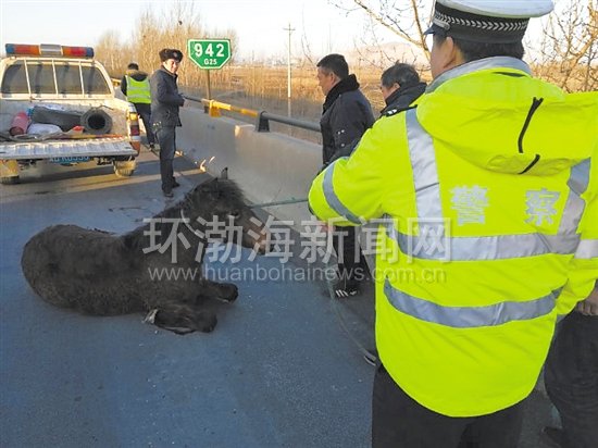 ���ٹ�·����һƥ�� ��������������