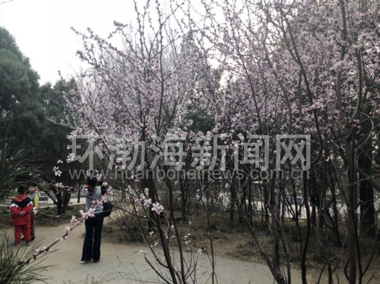 ��ɽ���봺���ȳ�������11��